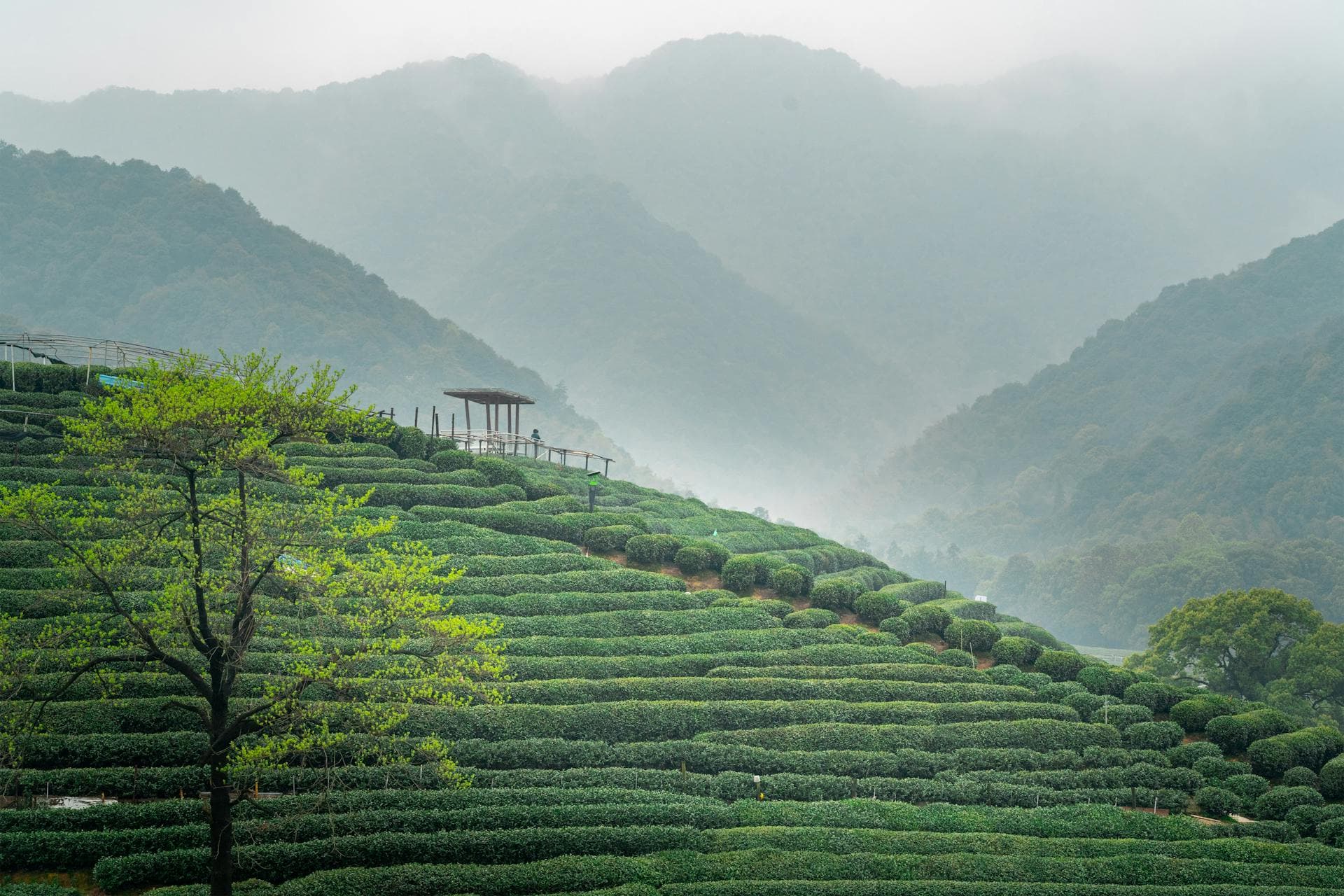 Longjing Village Visit & Tea Tasting